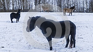 The herd of horses walks on the snow covered field. Funny shaggy horse looks at us