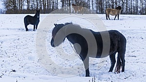 The herd of horses walks on the snow covered field. Funny shaggy horse looks at us. Animal and countryside concept