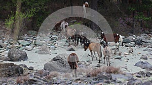 A herd of horses walks in the spring on a rocky shore. Horses of different maste graze between stones and sand.