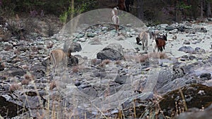 A herd of horses walks in the spring on a rocky shore. Horses of different maste graze between stones and sand.