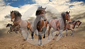 Herd of horses photo