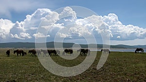 Herd of horses in the wild steppes of Mongolia near Lake Hubsugul.