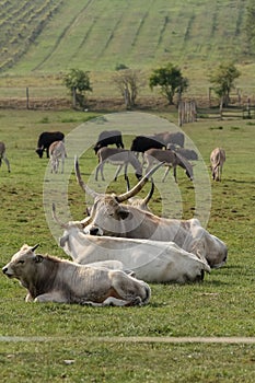 Herd of hungarian big gray cow on the pasture