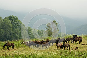 Herd of Hutsul horses on the grass, Poland, Bieszczady Mountains, Wolosate