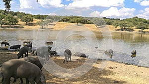 Herd of Iberian acorn pigs in the meadow