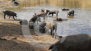 Herd of Iberian acorn pigs in the meadow