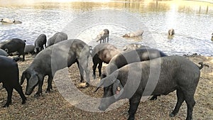 Herd of Iberian acorn pigs in the meadow