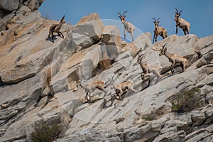 a herd of ibex jumping from cliffside, in unison, to escape predators