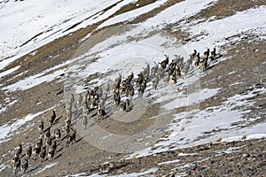 Herd of ibex or mountain goats ascends a mountain slope