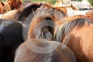 Herd of Icelandic horses