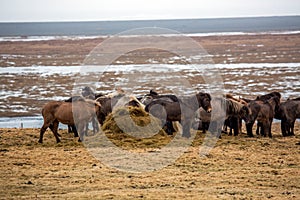 A herd of Icelandic horses eating on meadow