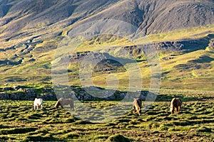 Herd of Icelandic horses grazing in a rocky field