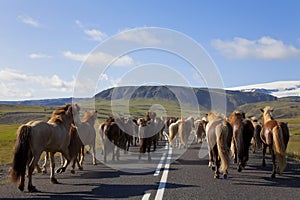 Herd of Icelandic Horses Running Down A Road