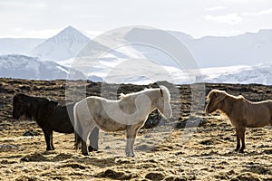 Herd of Icelandic horses in spring