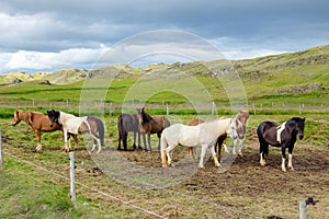 A herd of Icelandic local breed horses on green pasture in summer. Iceland horses.