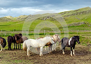 A herd of Icelandic local breed horses on green pasture in summer. Iceland horses.