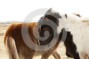 Herd of Icelandic ponies