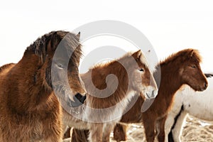 Herd of Icelandic ponies