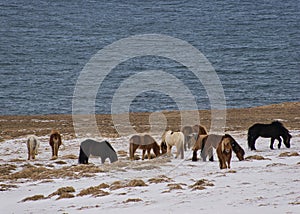 Herd of Icelandic ponies on a snow-covered meadow