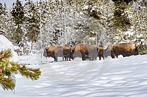 Herd of buffalo in Yellowstone National Park in Winter