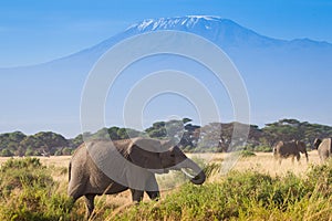 Herd if elephants in Amboseli National Park