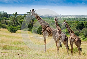 Herd if giraffes in Masai mara National Park