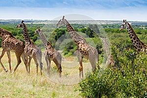 Herd if giraffes in Masai mara National Park