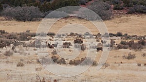 A herd if mule deer feed in a field while a big buck chases off a rival