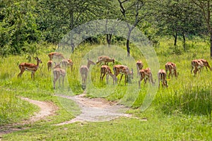 A herd of impala Aepyceros melampus grazing, Lake Mburo National Park, Uganda.