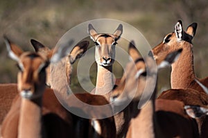 A herd of impala antelope from South Africa