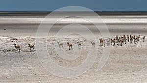 Herd of impala antelopes, Africa