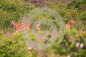 A herd of Impala antelopes grazing at Nairobi National Park in Kenya