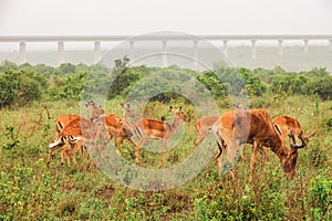 A herd of Impala antelopes grazing at Nairobi National Park, Kenya