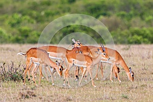 Herd of Impala antelopes