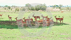 Herd of Impala antelopes hiding from the sun in the shadow of a tree