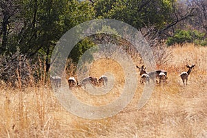 Herd of Impala antelopes in high grass