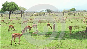 Herd of Impala antelopes resting and eating grass