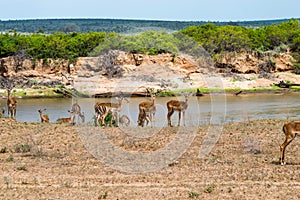A herd of Impala antelopes seen on the Galana River