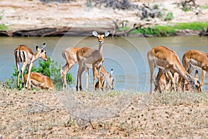 A herd of Impala antelopes seen on the Galana River floodplains