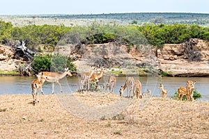 A herd of Impala antelopes seen on the Galana River photo