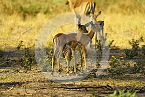 Herd of Impala babies in a creche