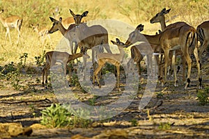 Herd of Impala babies in a creche