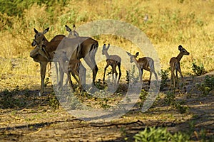 Herd of Impala babies in a creche