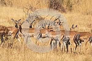 A herd of impala during the dry season in the bushveld.