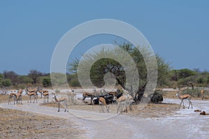 Herd of impala in the shade of a tree in Nxai Pan National Park, Botswana