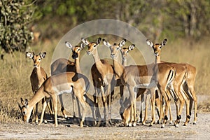 Herd of impala standing together alert in Khwai Okavango Delta in Botswana