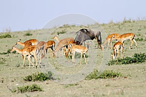 A herd on Impala and a wildebeest