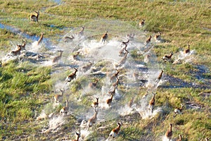 Herd of impalas