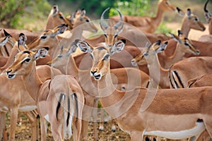 Herd of Impalas (Aepyceros melampus)