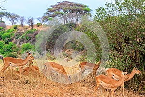 Herd of impalas (Aepyceros melampus) in Tarangire National Park, Tanzania
